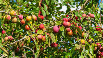 Plum Fruit Trees Three X 10 L Pots, 5 of 6