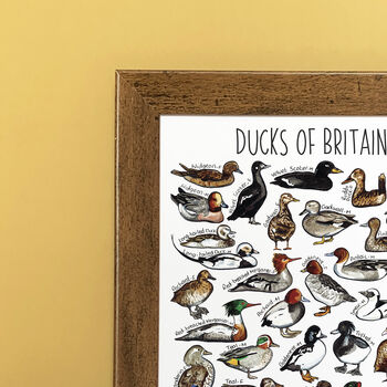 Ducks Of Britain Wildlife Print, 2 of 8