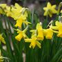 Narcissus 'Tete A Tete' Three X Full Plants In 9cm Pots, thumbnail 2 of 7