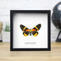 Dorsal Rawakensis Geometer Moth Insect Bug Butterfly Box Frame Entomology Taxidermy Interior Design Modern Home Decor Wall Hanging Gift Ornament, thumbnail 1 of 3