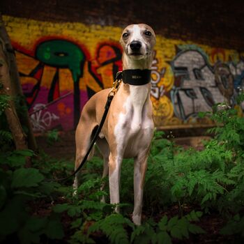 Dark Blue Leather Whippet Collar Can Be Personalised, 5 of 8