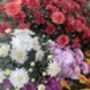 Mixed Chrysanthemum Plants, Full Plants In 1 L Pots, thumbnail 3 of 3