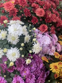 Mixed Chrysanthemum Plants, Full Plants In 1 L Pots, 3 of 3