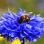 Show You’re Helping The Bees – Mark Your Wildflower Patch With The ‘Feeding The Bees’ Metal Garden Sign From Seedball, thumbnail 6 of 6