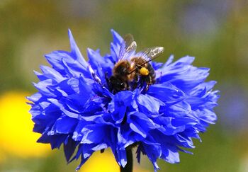 Show You’re Helping The Bees – Mark Your Wildflower Patch With The ‘Feeding The Bees’ Metal Garden Sign From Seedball, 6 of 6