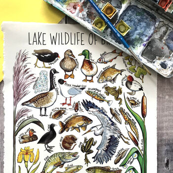 Lake Wildlife Of Britain Watercolour Postcard, 4 of 9