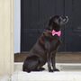 Pink Velvet Dog Bow Tie, thumbnail 5 of 6