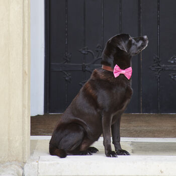 Pink Velvet Dog Bow Tie, 5 of 6