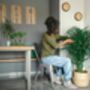 Dypsis 'Areca Palm' Houseplant, thumbnail 2 of 4