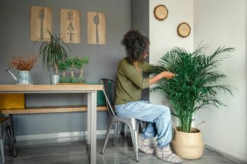 Dypsis 'Areca Palm' Houseplant, 2 of 4