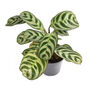 Houseplant Calathea 'Burle Marxii' Plant In 13cm Pot, thumbnail 1 of 5