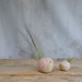 Bird Air Plant Holder In Pale Pink, thumbnail 4 of 12