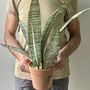 Artificial Potted Sansevieria Medium, thumbnail 1 of 8