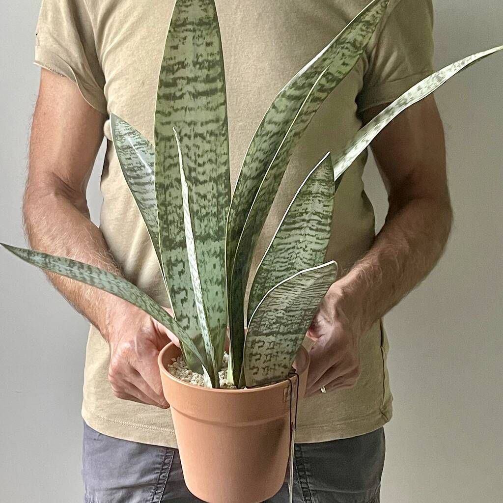 Artificial Potted Sansevieria Medium, 1 of 8