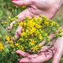 Herbs, St John's Wort, Full Plants In 9cm Pots, thumbnail 1 of 5