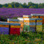Provence Lavender Honey, Two Jars, thumbnail 4 of 4