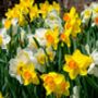 Spring Bulbs Daffodils 'Mixed' Bulb Pack, thumbnail 4 of 6