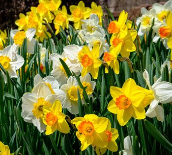 Spring Bulbs Daffodils 'Mixed' Bulb Pack, 4 of 6