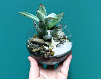 Diy Mini Fishbowl Terrarium, 3 of 7