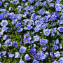 Flowers Pansy 'True Blue' 20 X Plant Pack, thumbnail 4 of 5