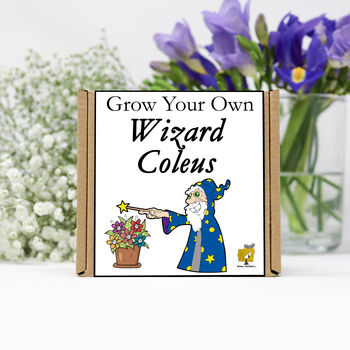 Gardening Gift. Grow Your Own Wizard Coleus, 2 of 4