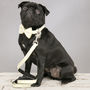 The Hampstead Yellow Dog Collar Bow Tie And Lead Set, thumbnail 6 of 6
