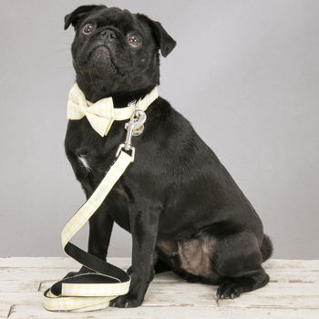 The Hampstead Yellow Dog Collar Bow Tie And Lead Set, 6 of 6