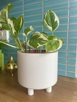 Lightweight Short Leg Plant Pot In Three Standard Sizes, 2 of 6