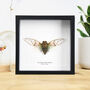 Ghost Cicada Handcrafted Frame, thumbnail 1 of 3