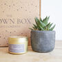 Soy Candle And Real Potted Plant Succulent Gift, thumbnail 2 of 2