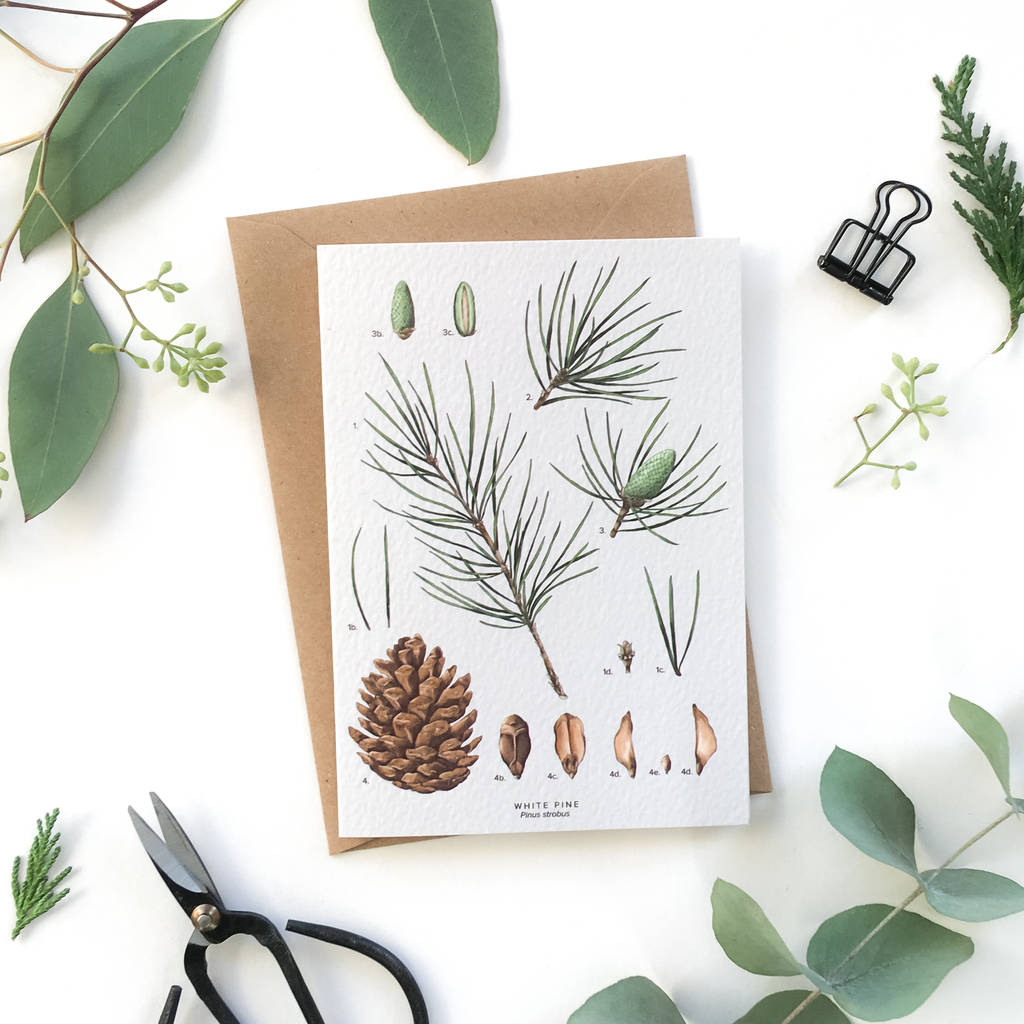Botanical Christmas Card White Pine