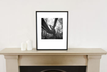 Fallen Tree, Thornham Walks Photographic Art Print, 2 of 4