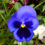 Flowers Pansy 'Blue Blotch' Six X Plant Pack, thumbnail 4 of 5