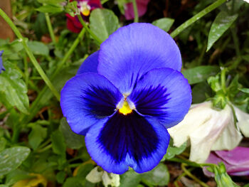 Flowers Pansy 'Blue Blotch' Six X Plant Pack, 4 of 5