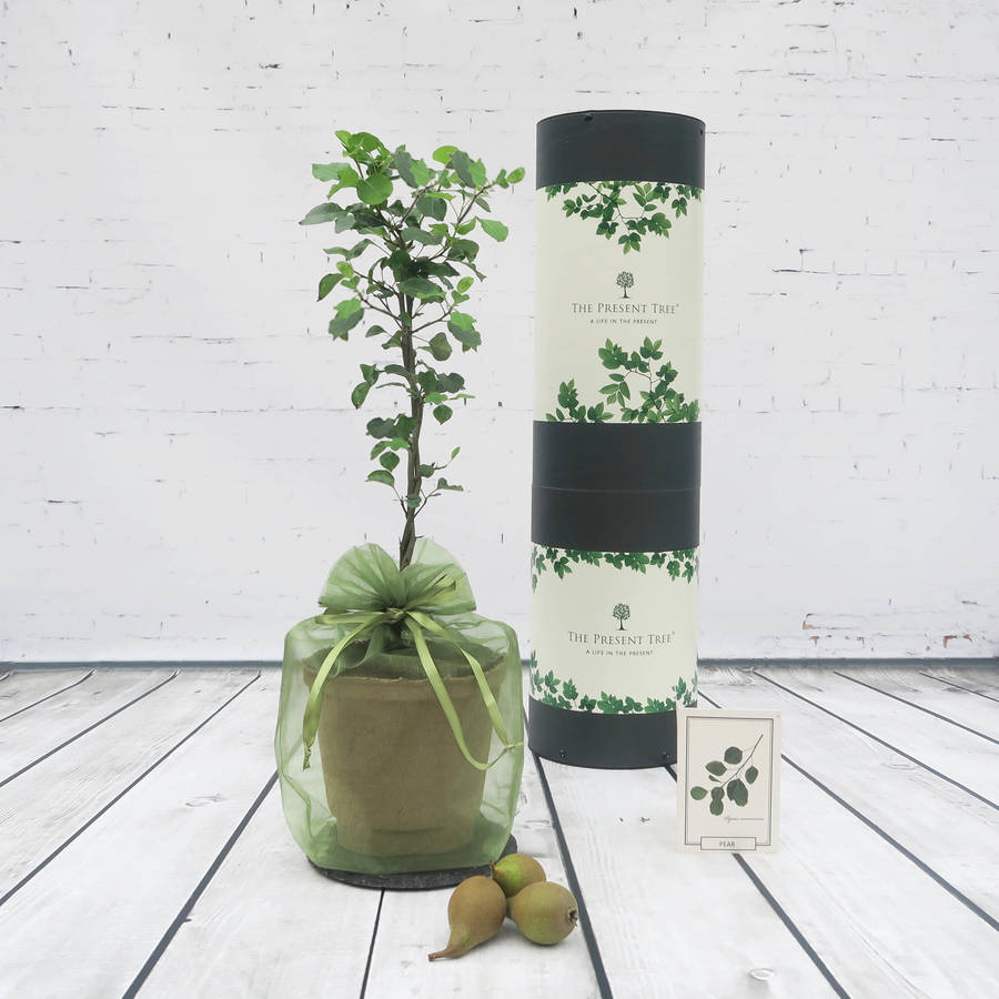 entwined pear tree gift by the present tree