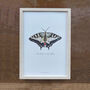 Swallowtail Illustrated Butterfly Print, thumbnail 4 of 6
