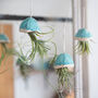 Jellyfish Air Plants, thumbnail 2 of 10