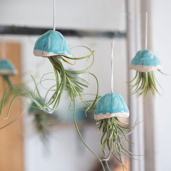 Jellyfish Air Plants, 2 of 11