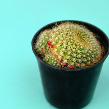 I'm So On Trend Cactus Flower Pot, 7 of 8