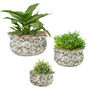 Set Of Three Irina Green Botanical Planters, thumbnail 2 of 6