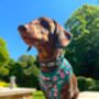 Vintage Clover Green Peonies Dog Collar, thumbnail 9 of 9