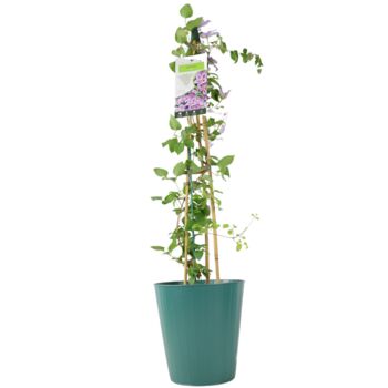 Clematis Piilu – Early Pink Climbing Clematis 3 L, 3 of 5