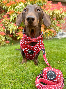 Poppy Toadstool Polkas Dog Collar, 6 of 9