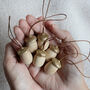 Acorn Christmas Tree Ornaments, Gold Glitter, thumbnail 1 of 4