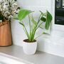 Monstera Swiss Cheese Plant In 12cm Pot, thumbnail 10 of 10