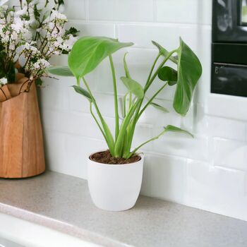 Monstera Swiss Cheese Plant In 12cm Pot, 10 of 10