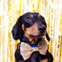 Glitter Party Pet Bow Tie, thumbnail 2 of 5