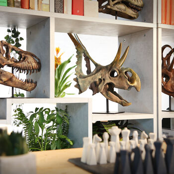 Large Hand Painted Diabloceratops Skull Dinosaur Sculpture Museum Quality 3D Resin Fossil Model On Black Metal Stand, Statement Home Decor, 2 of 4