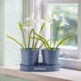 Personalised Metal Blue Double Planter, thumbnail 5 of 6