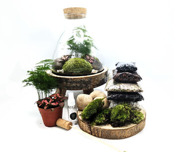 Diy Conical Terrarium Kit With Fern, 3 of 7